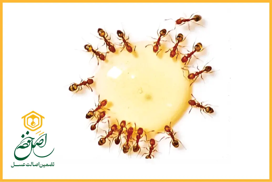 تشخیص عسل طبیعی از غیر طبیعی