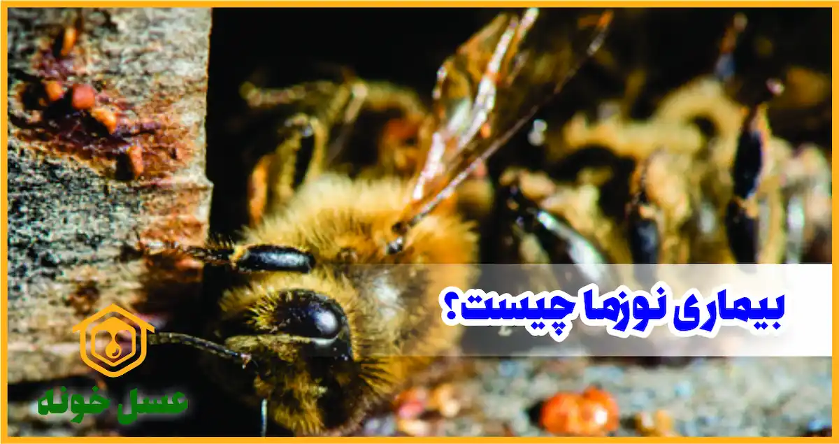 بیماری نوزما