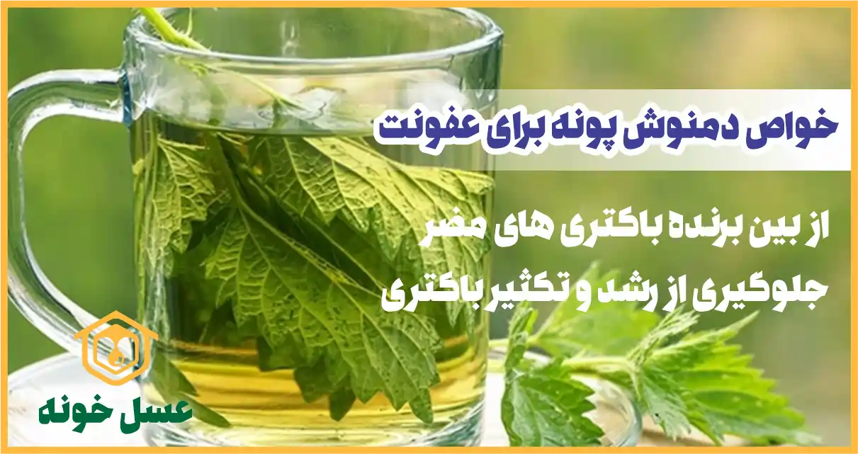 خواص پونه برای عفونت