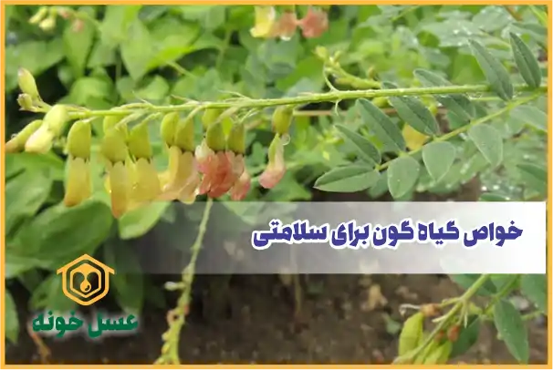 خواص گیاه گون برای سلامتی