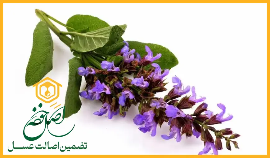 خرید عسل مریم گلی