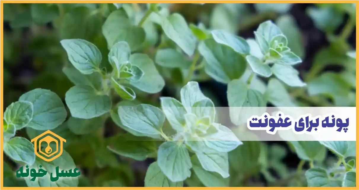 پونه برای عفونت