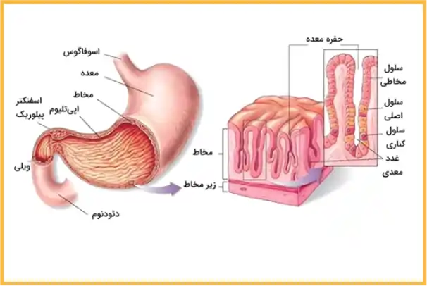 چرا عسل برای معده مفید است