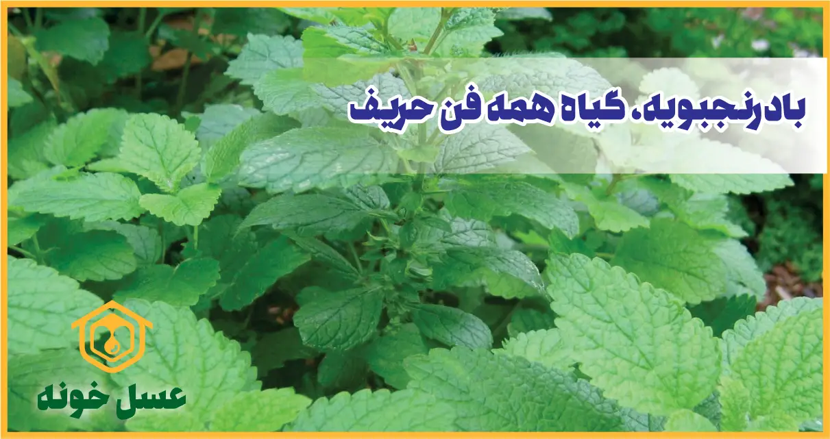 خواص بادرنجبویه برای تخمدان